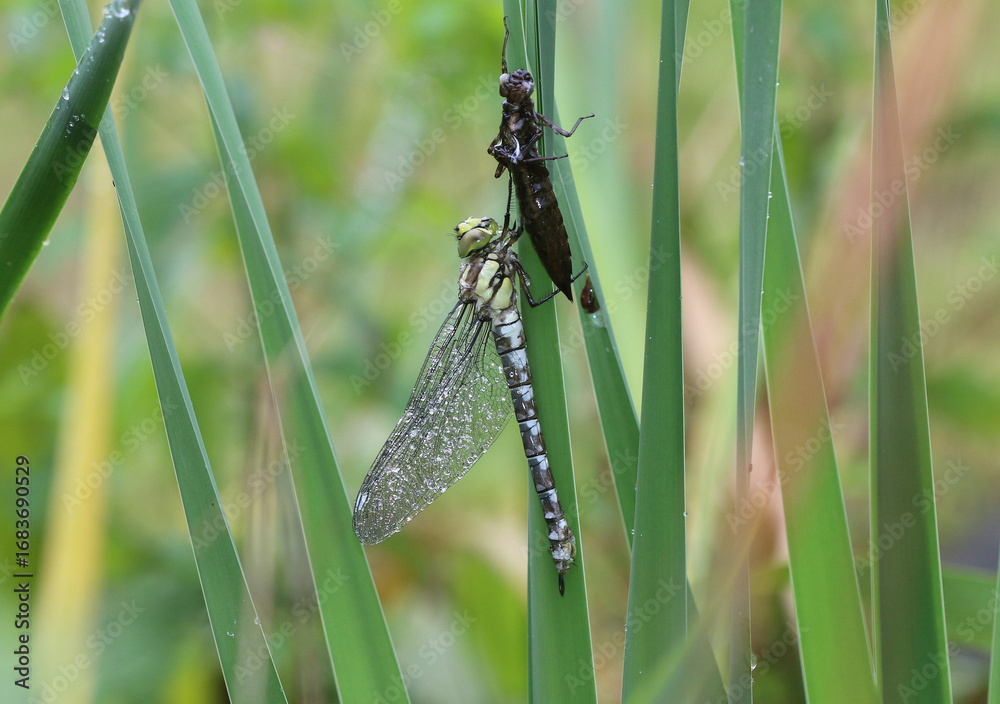 Fototapeta premium Blaugrüne Mosaikjungfer - Southern Hawker