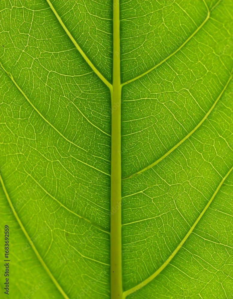 Obraz premium Close-up leaf veins