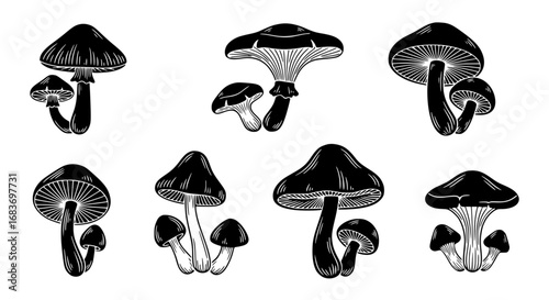 A detailed illustration of various mushroom species in elegant monochrome. Showcasing botanical detail and form, highlighting natural beauty in an artistic, high-contrast rendering.