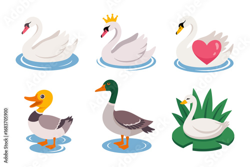 Swan and duck illustration with bird design, cartoon waterfowl and lake animal graphics, pond wildlife and aquatic art, feather vector set