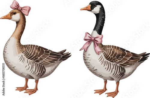Delightful watercolor illustration of geese .
