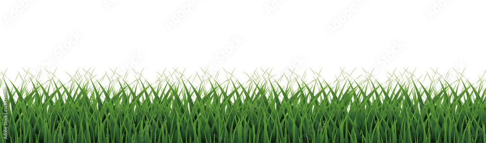 Fototapeta premium Green Grass Panorama And Isolated White Background