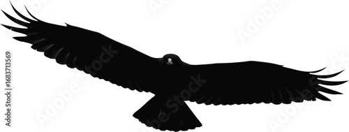 Soaring eagle silhouette majestic bird of prey in flight freedom power vector