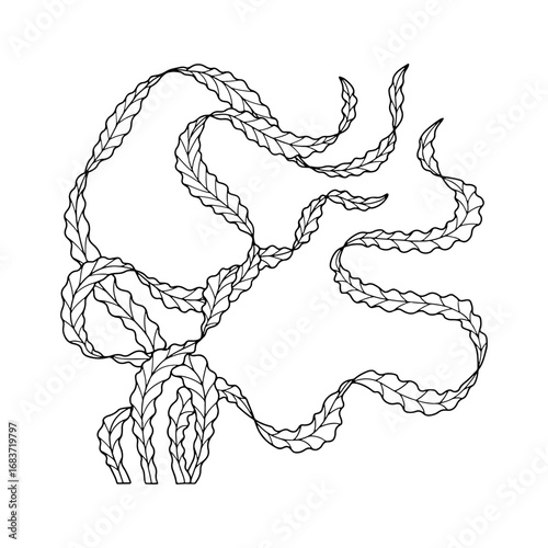 Elegant curvy seaweed hand drawn monochrome vector illustration