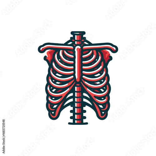 Anatomical illustration of a human ribcage, showcasing skeletal structure in detail