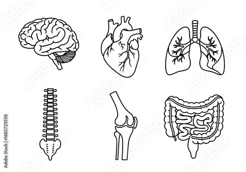 Anatomical illustrations showing brain heart lungs spine knee and intestines in line drawing style