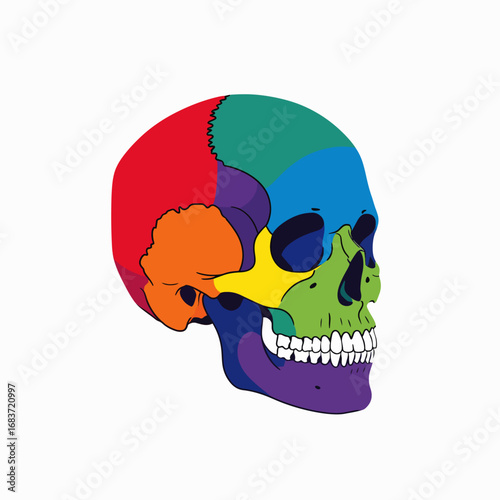 Colorful Human Skull Anatomy Study with Different Bone Sections Highlighted