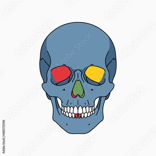 Anatomical Illustration of Human Skull with Highlighted Facial Bones