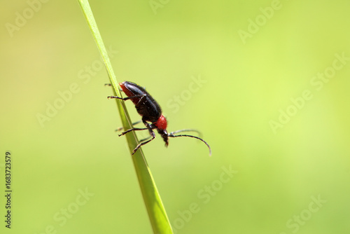 The long-horned beetle Dinoptera collaris