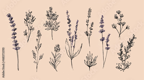 Elegant Lavender and Floral Sketches with Delicate Detailing for Botanical Illustrations and Creative Design Projects Artwork