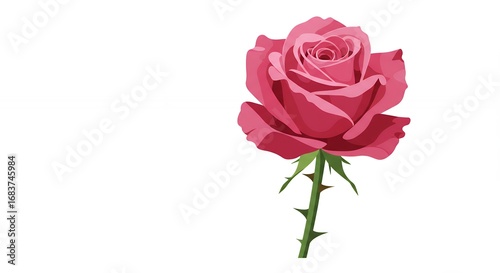 Pink rose illustration