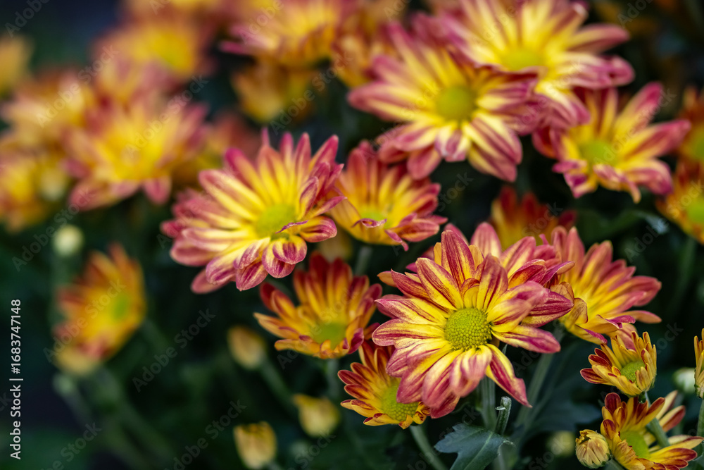 Fototapeta premium red and yellow flowers