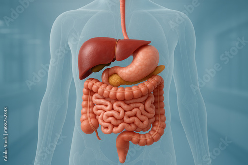 Human Digestive System Anatomy - Illustration of Stomach, Intestines, Liver, Pancreas, Esophagus [Illustration]
