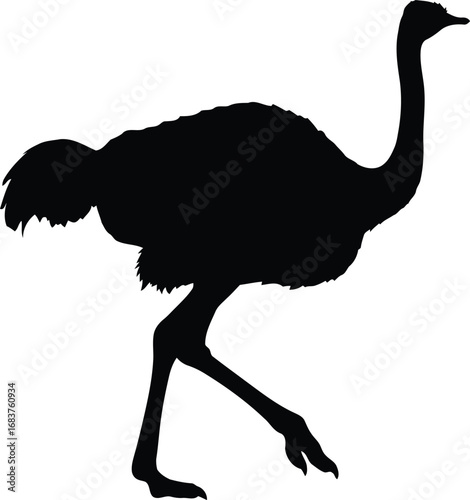 Ostrich silhouette walking isolated on for wildlife and zoo themes vector