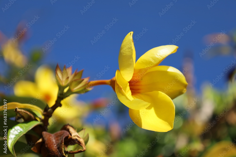 Obraz premium gorgeous view around town in Chapala Mexico yellow flower