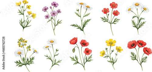 A collection of ten watercolor illustrations of various wildflowers, including poppies, daisies, and buttercups, isolated on a white background.