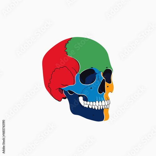 Colorful Human Skull Anatomy Diagram Showing Different Cranial Bones Clearly Marked