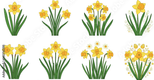 Beautiful daffodil flower vector illustration with yellow blossoms and green leaves, perfect for spring, gardening, floral decoration, and nature design projects.