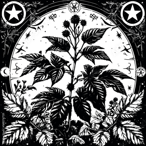 Nightshade occult botanical engraving. Mystical plant etching with berries and arcane symbols.