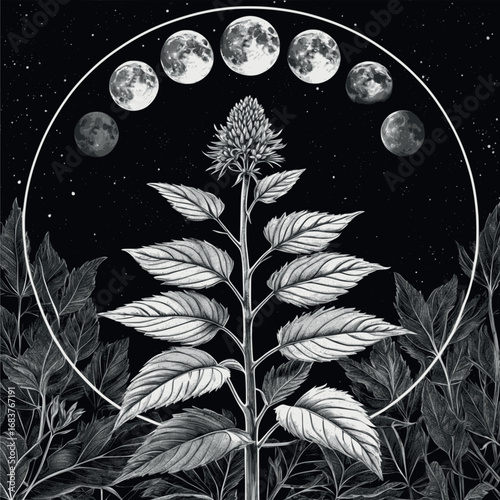 Mugwort occult engraving. Dream herb with lunar phases in vintage botanical etching.