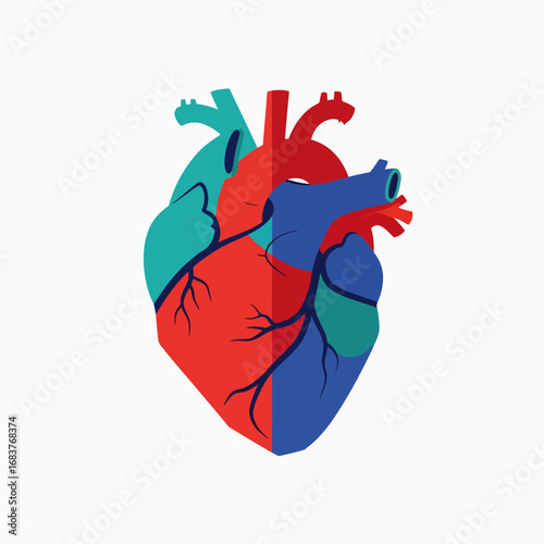 Understanding the Human Heart Anatomy and Physiology A Visual Guide