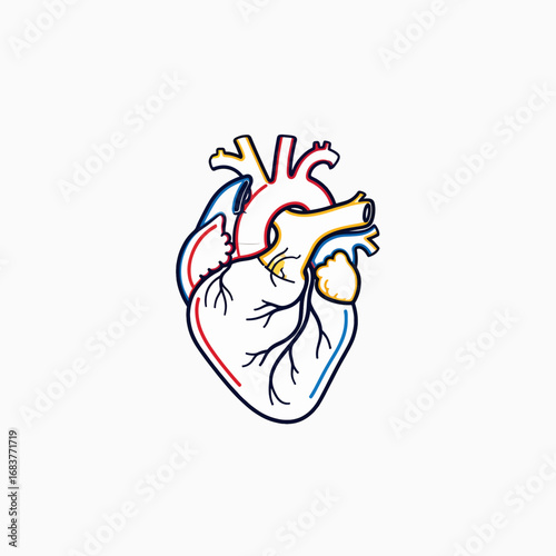 Anatomy Of The Human Heart With Detailed Arteries And Veins