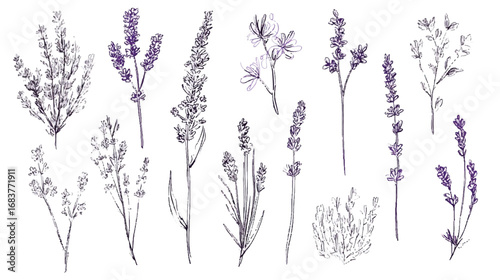 Lavender sprigs on white background elegant botanical illustration in outline style vintage lavender collection
