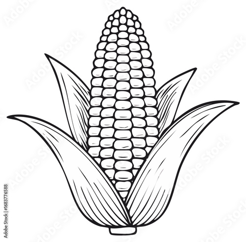 Line art illustration of corn on the cob, fresh vegetable with leaves.