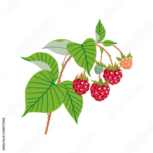 Raspberry Branch with Red Berries and Green Leaves