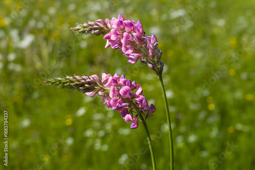 Saat-Esparsette (Onobrychis viciifolia) begegnet auf der Schwäbischen Alb