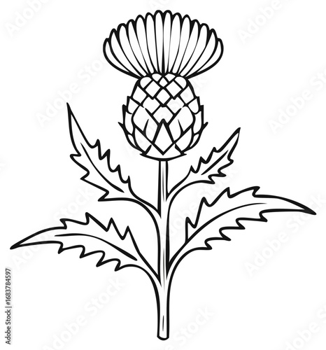 Thistle Illustration, Black and White, Vector, Symbolic Botanical Art.
