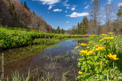 Fototapeta Naklejka Na Ścianę i Meble -  Blooming marsh-marigolds over pond in Gorce mountains, Poland