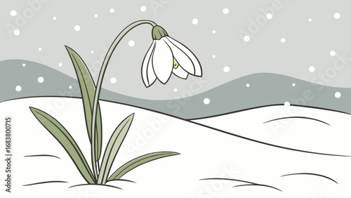 Find snowdrop flower vector illustration, winter season, early spring bloom, botanical drawing art
