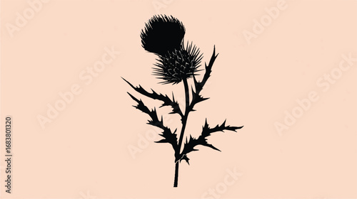 Thistle Silhouette Illustration with Detailed Prickly Leaves and Unique Flower Design on Light Background