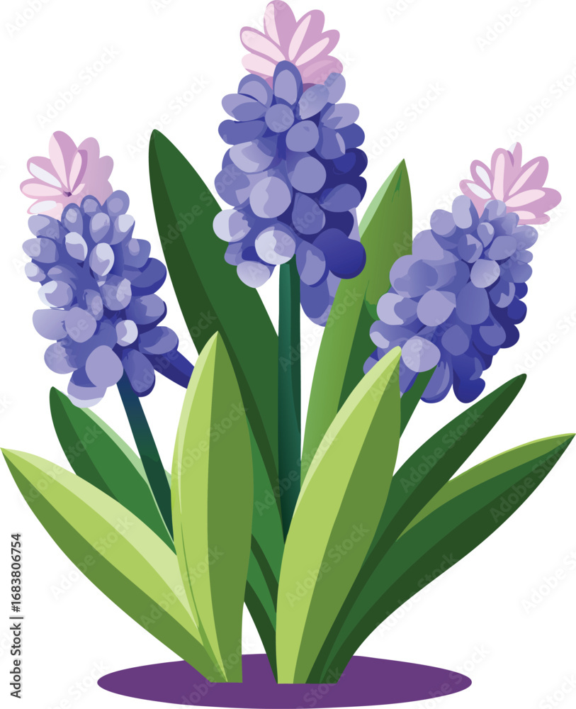 Fototapeta premium Hyacinth flowers isolated on white background