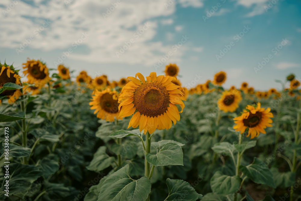 Fototapeta premium Bright yellow sunflowers bloom in a vast field under a blue sky nature summer