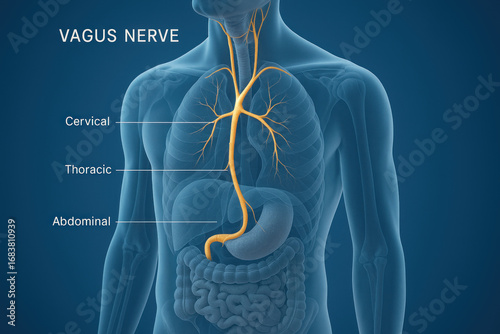 Vagus Nerve Illustration in Human Body, Cervical, Thoracic, Abdominal Regions, Anatomical Diagram [Illustration]