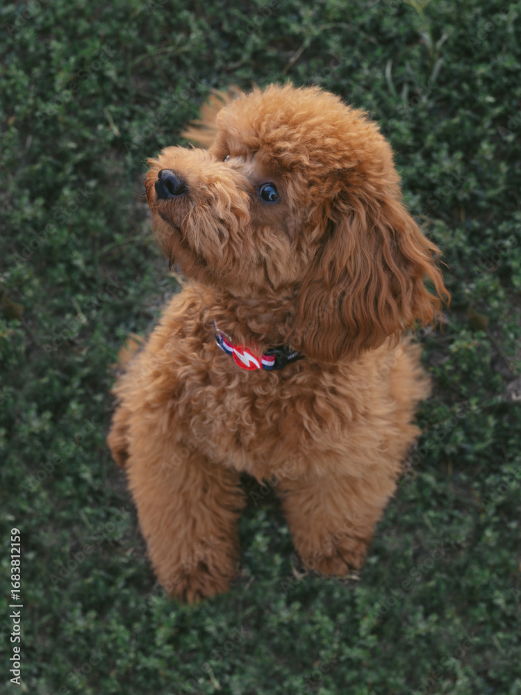 Fototapeta premium Poodle toy puppy in grass. Poodle toy portrait