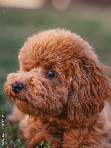 Poodle toy puppy in grass. Poodle toy portrait