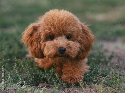 Poodle toy puppy dog ​​lying in the green grass.