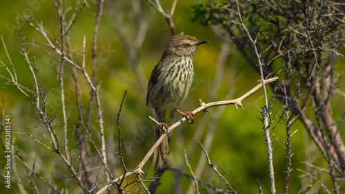 Karoo Prinia
