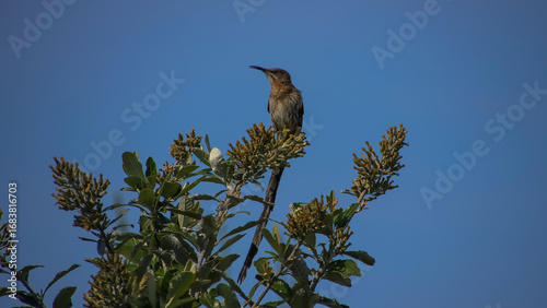 Cape sugarbird