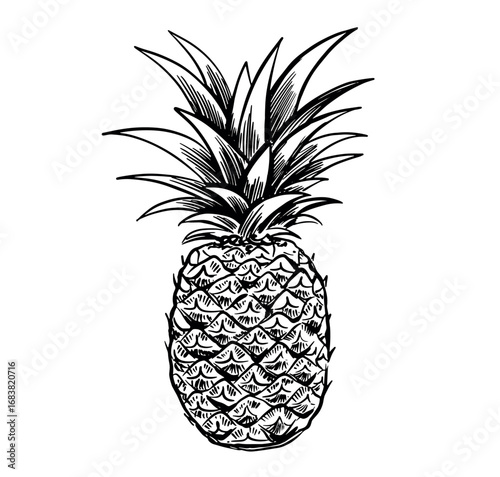Pineapple hand drawn on white