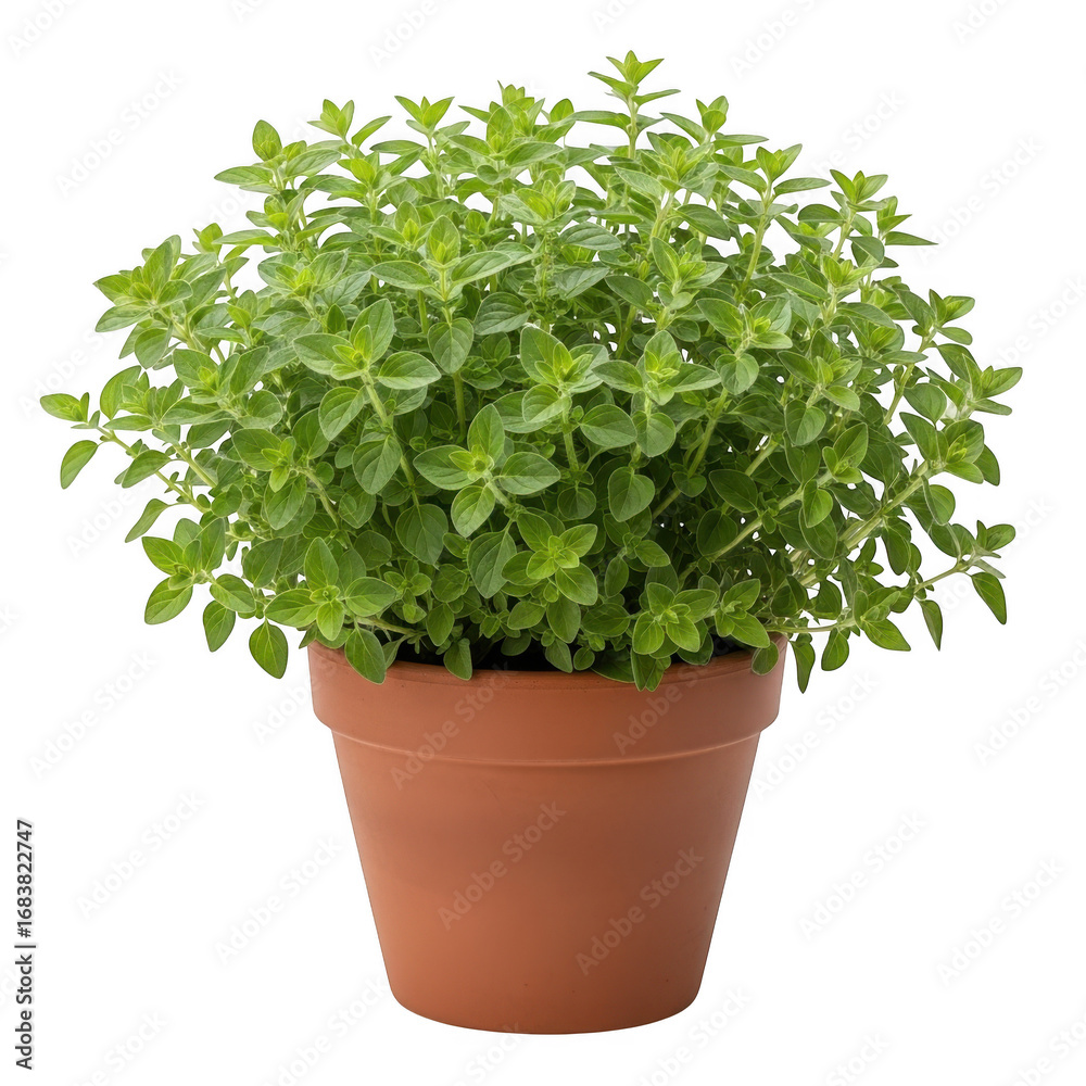 Fototapeta premium Green herb plant isolated on transparent background transparent background