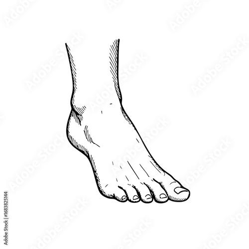 Barefoot vintage sketch of a human foot with detailed anatomy  