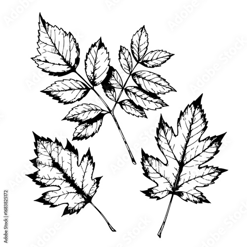 Vintage sketch of autumn leaves in black and white illustration  