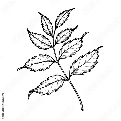 Vintage sketch of a detailed leaf with intricate outlines  