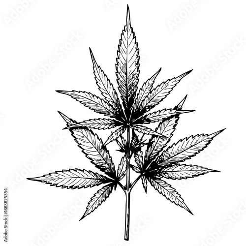 Cannabis leaf vintage sketch illustration in black and white  