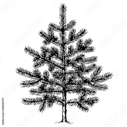 Vintage sketch of a fir tree with detailed branches and foliage  