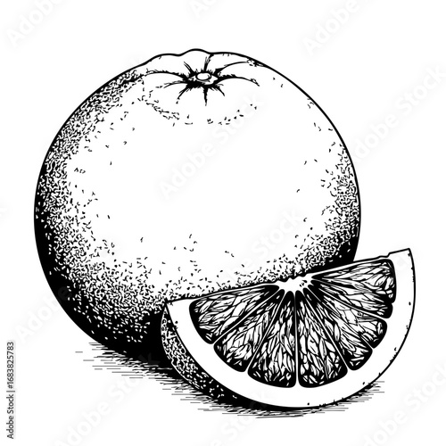 Vintage sketch of grapefruit with a slice and detailed texture  